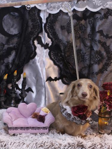 20231006ぺこちゃん